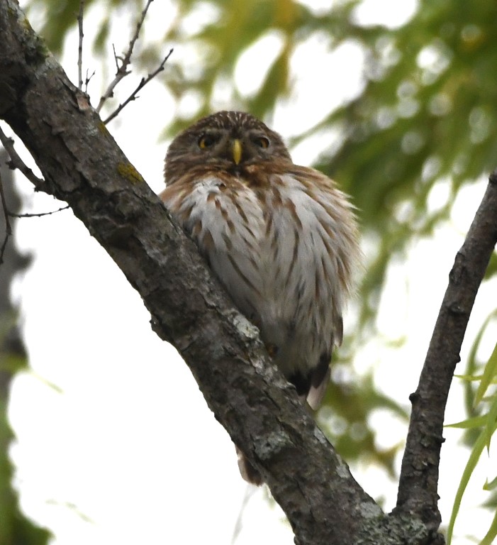 DSC_6939b.jpg