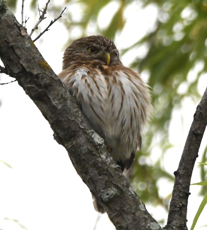 DSC_6941b.jpg