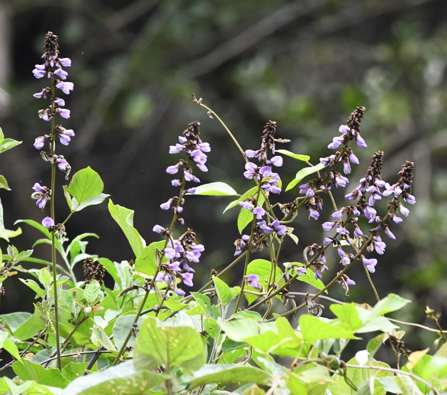 DSC_7098b.jpg