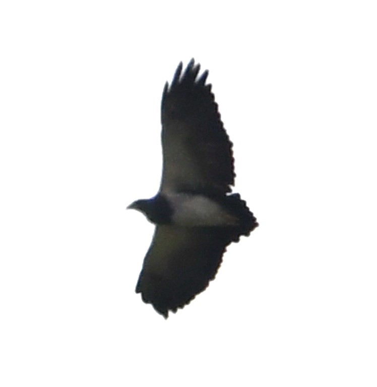DSC_7234b.jpg