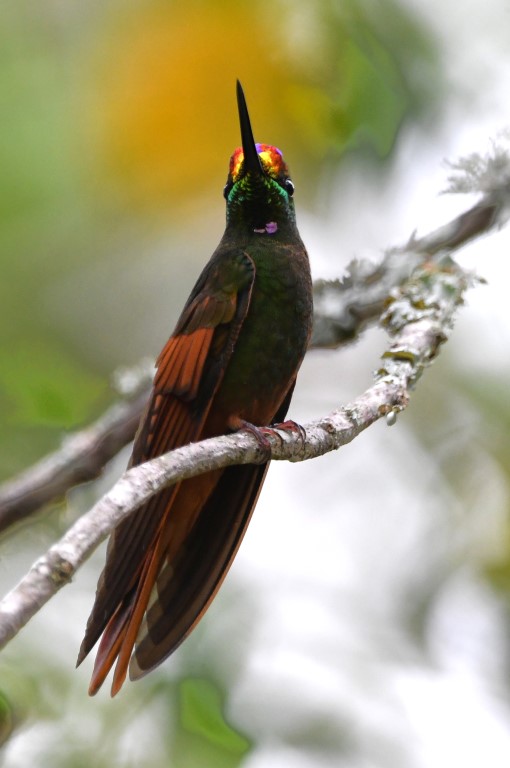 DSC_7314b.jpg