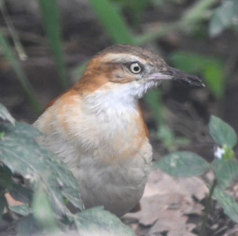 DSC_7352b.jpg