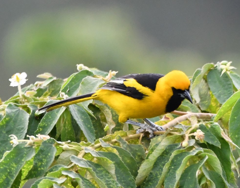 DSC_7361b.jpg
