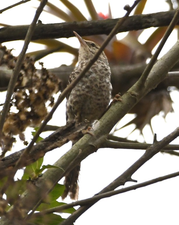 DSC_7384b.jpg