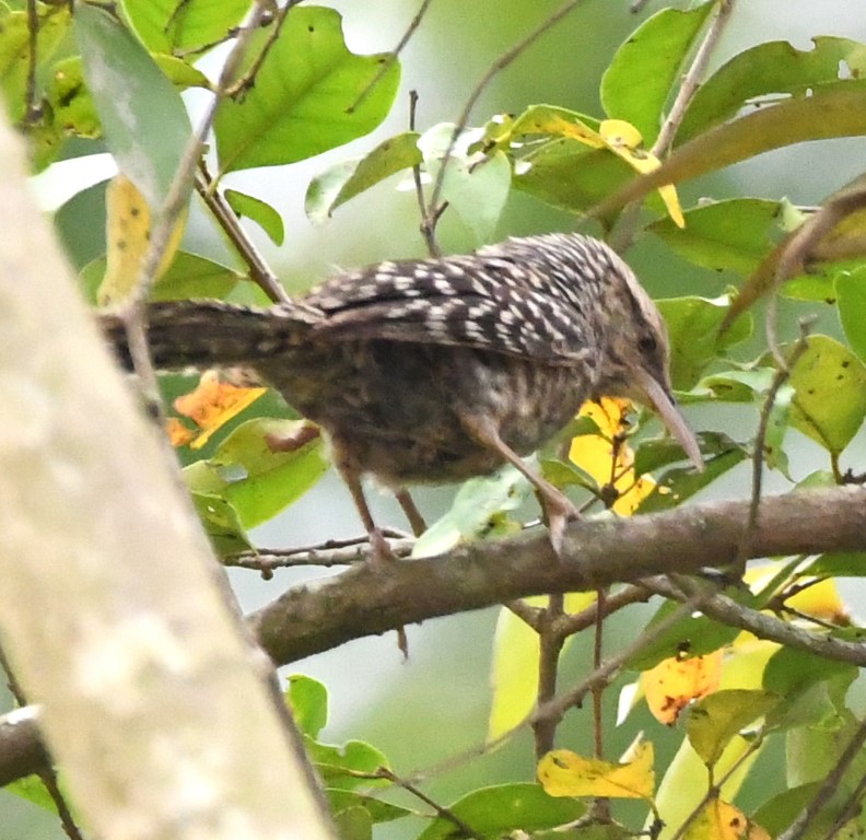 DSC_7401b.jpg