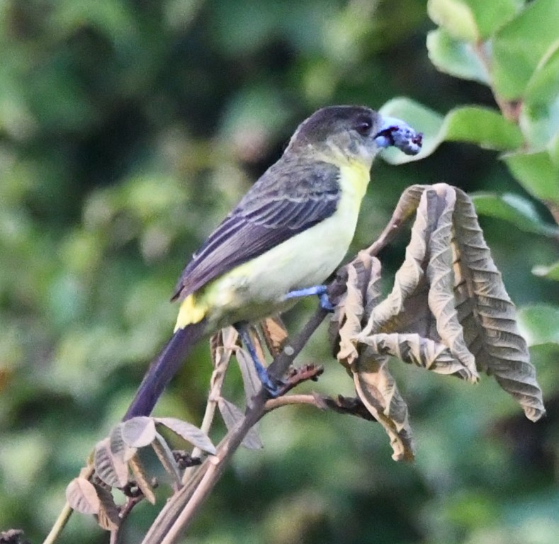 DSC_7469b.jpg
