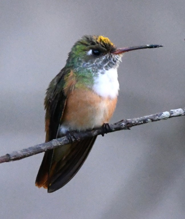 DSC_7557b.jpg