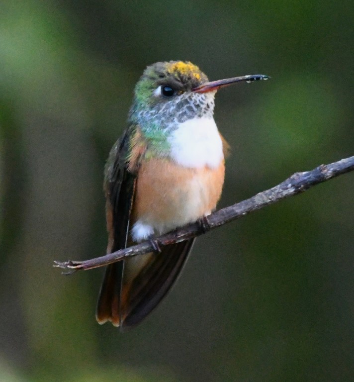 DSC_7562b.jpg
