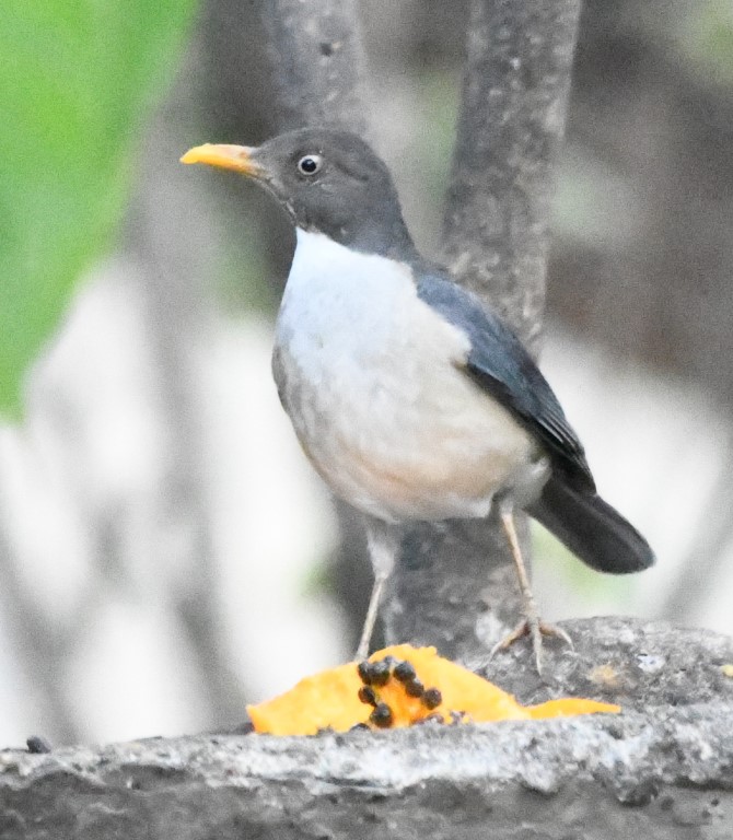 DSC_7567b.jpg