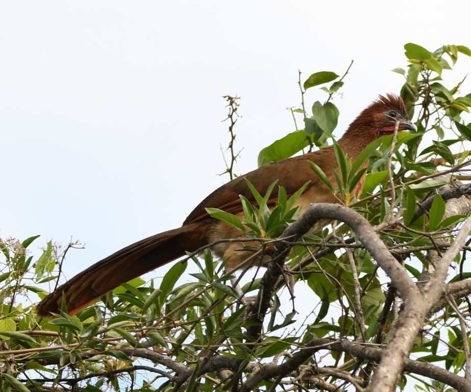 DSC_7781b.jpg