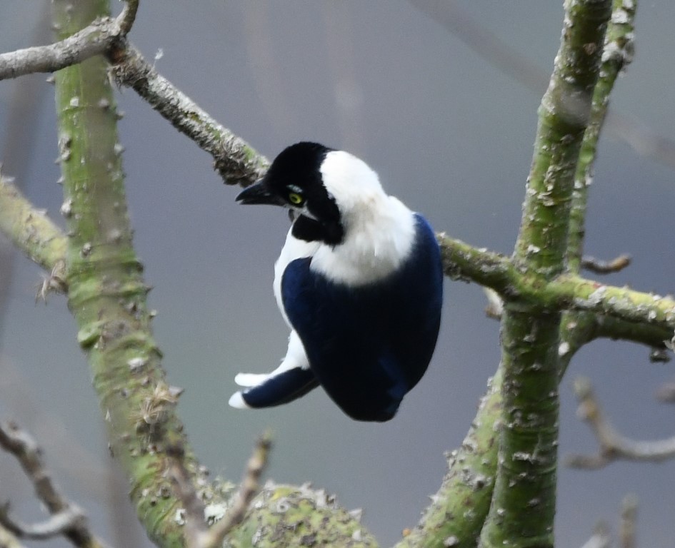 DSC_7807b.jpg