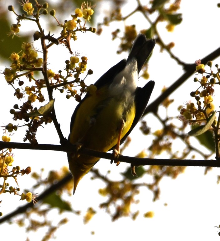 DSC_7819b.jpg