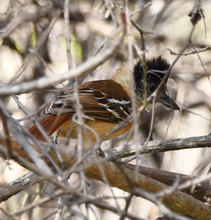 DSC_7829b.jpg