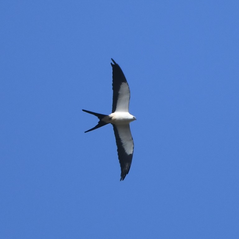 DSC_7865b.jpg