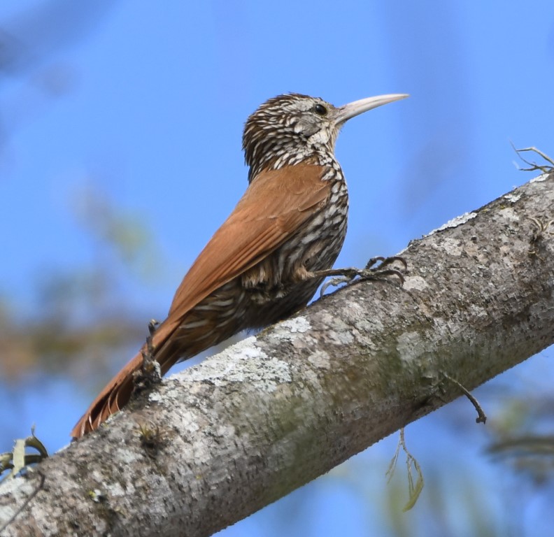 DSC_7948b.jpg