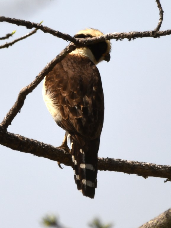 DSC_8028b.jpg