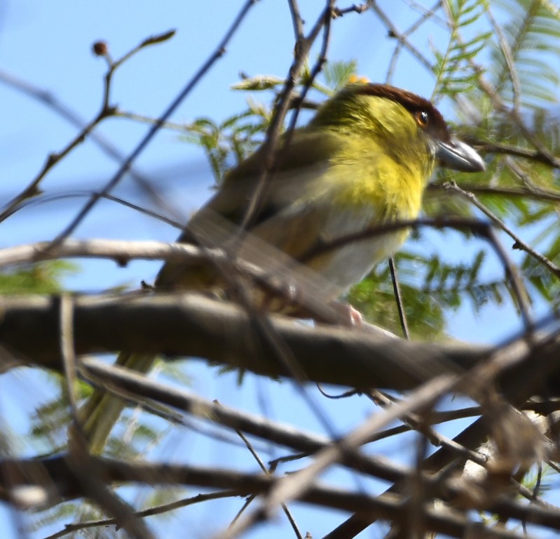 DSC_8047b.jpg