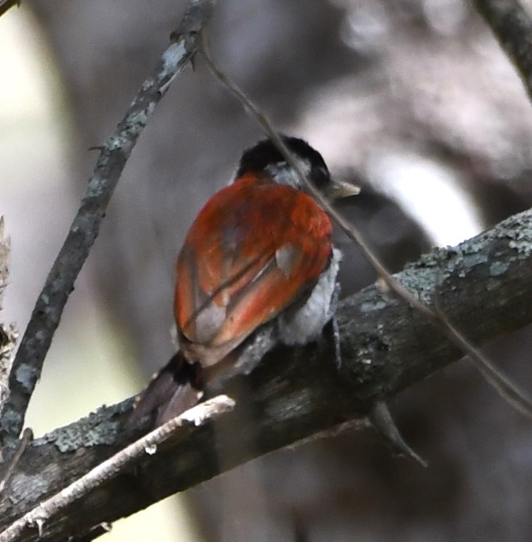 DSC_8095b.jpg