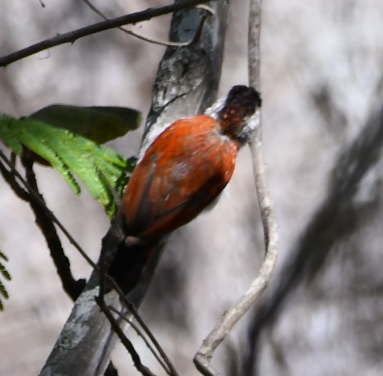 DSC_8099b.jpg