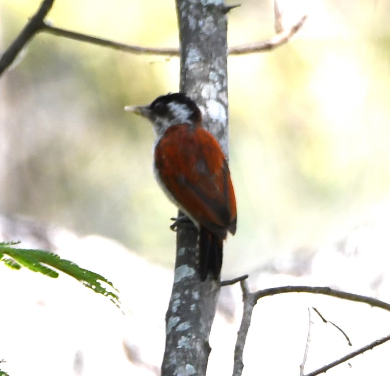 DSC_8102b.jpg