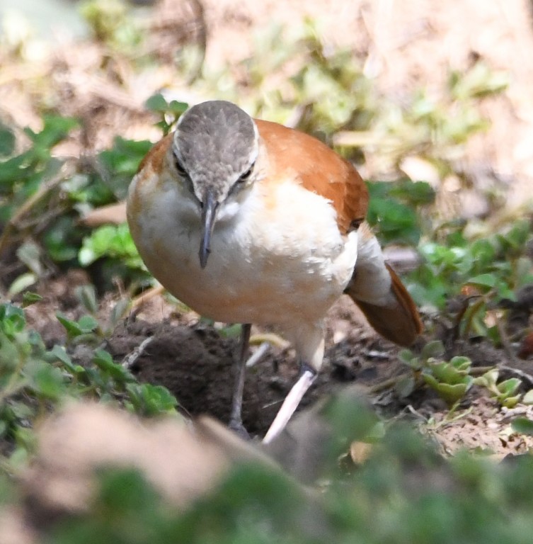 DSC_8121b.jpg