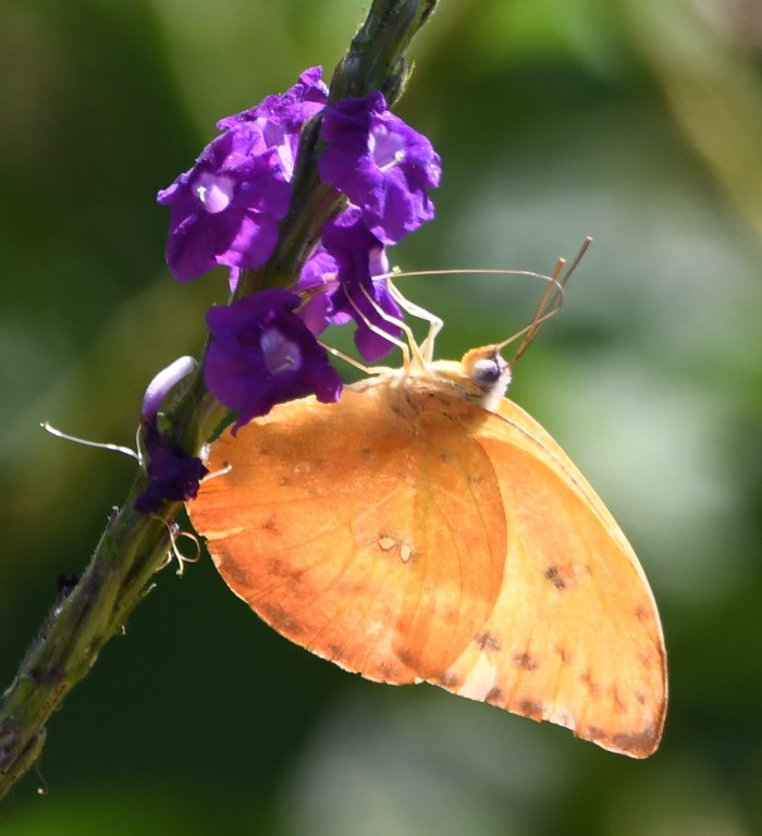 DSC_8126b.jpg