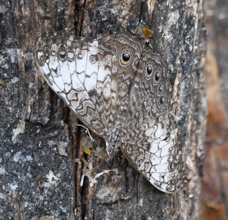 DSC_8140b.jpg