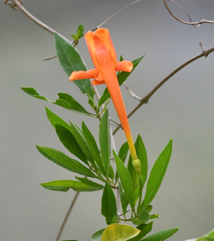 DSC_8285b.jpg