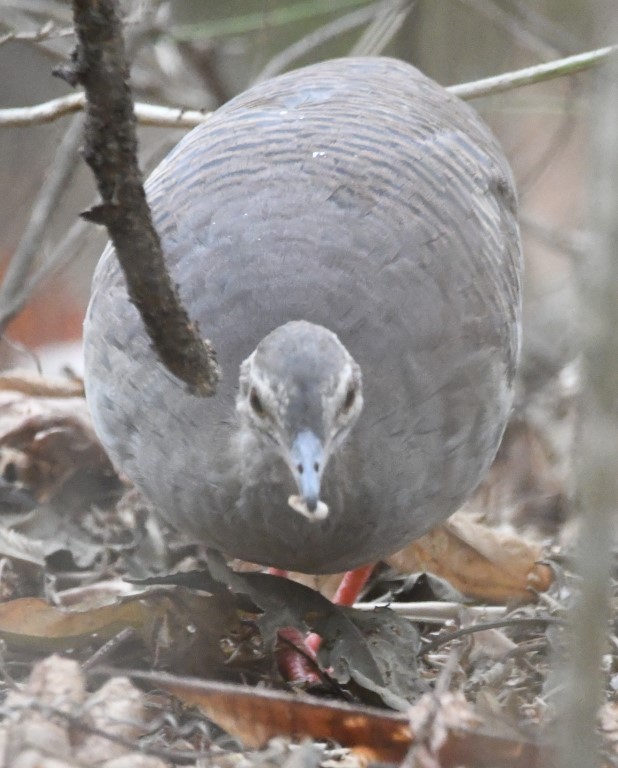 DSC_8323b.jpg