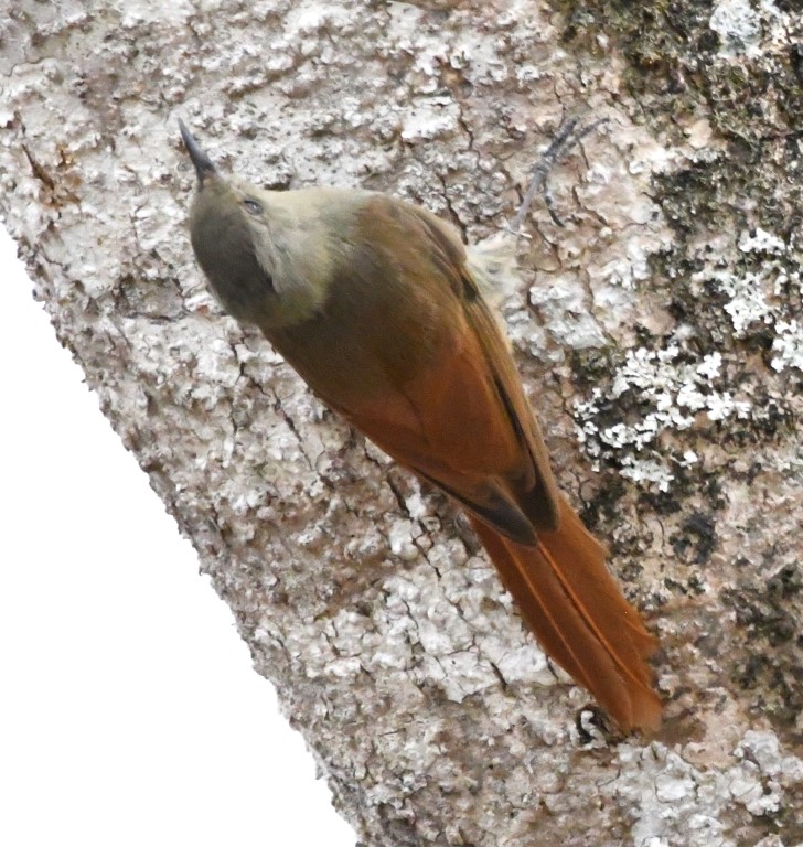 DSC_8365b.jpg