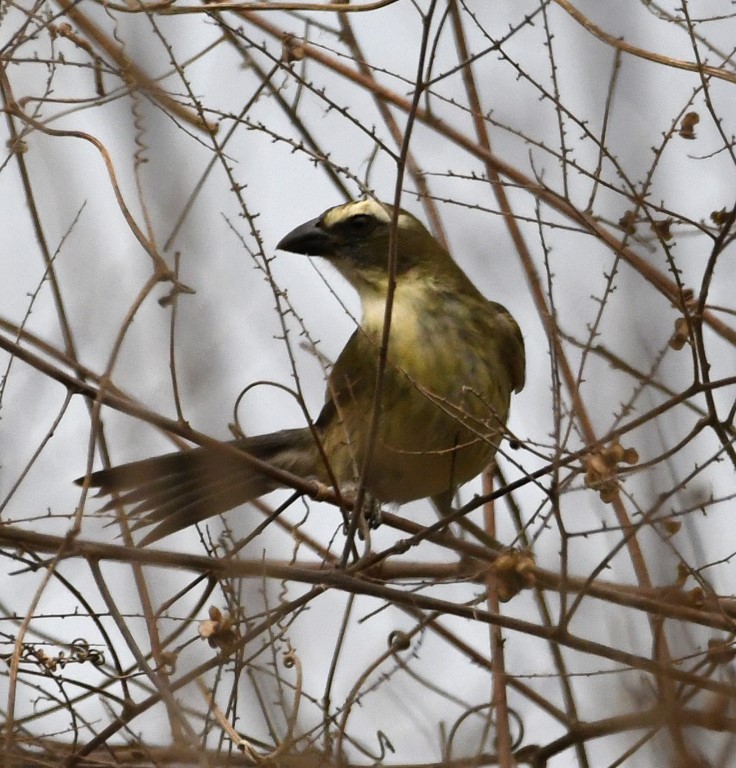 DSC_8375b.jpg