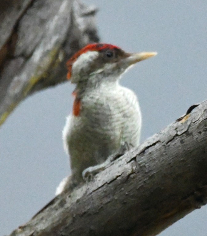 DSC_8405b.jpg