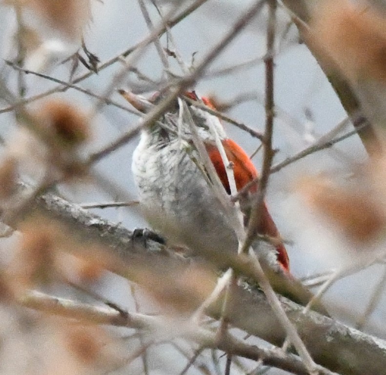DSC_8411b.jpg