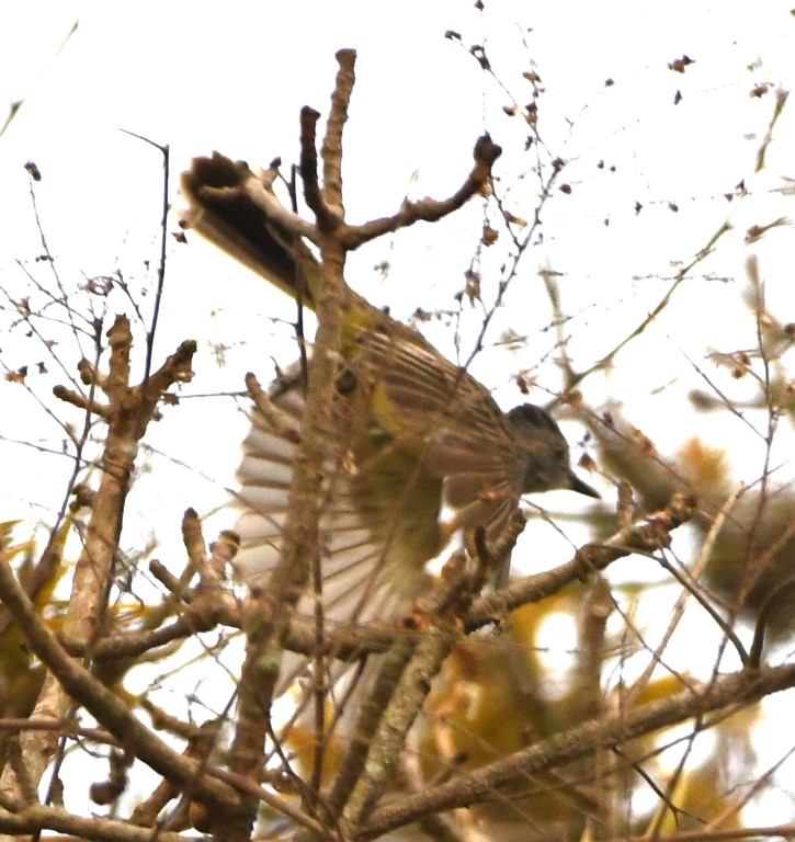 DSC_8449b.jpg