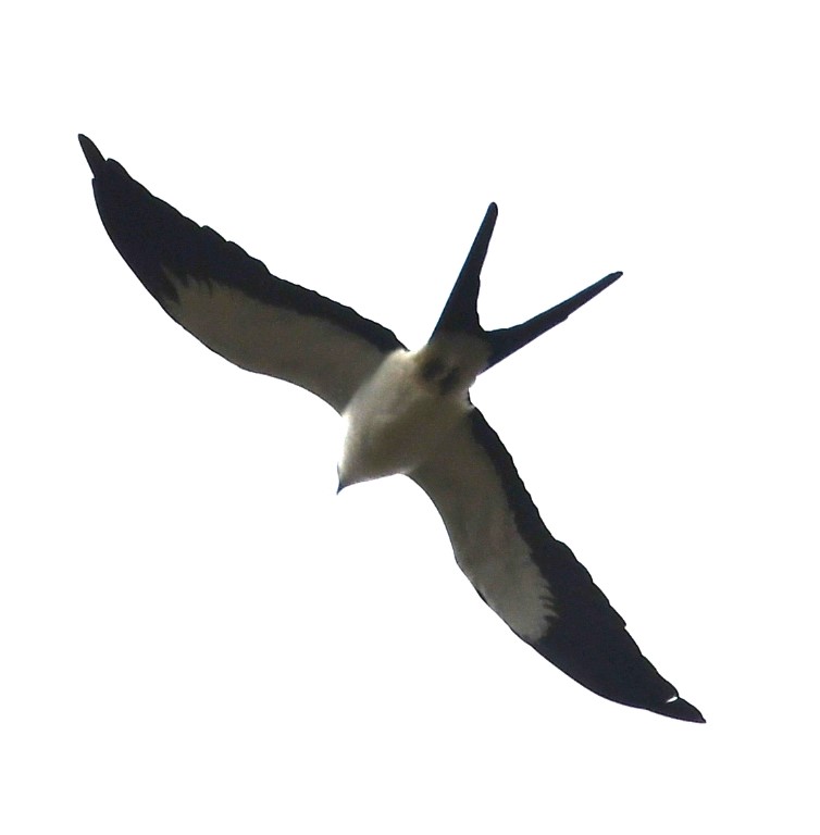 DSC_8587b.jpg
