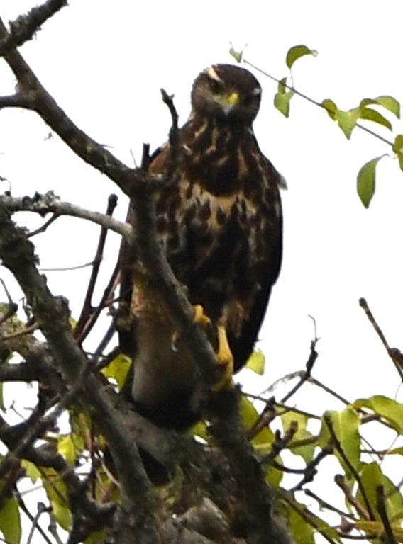 DSC_8612b.jpg