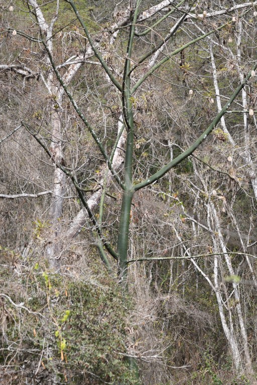 DSC_8673b.jpg