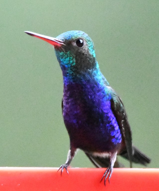 DSC_9059b.jpg