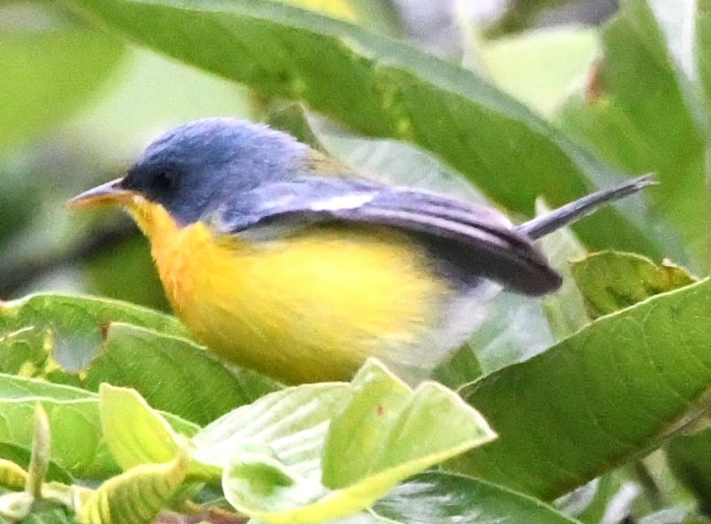 DSC_9137b.jpg