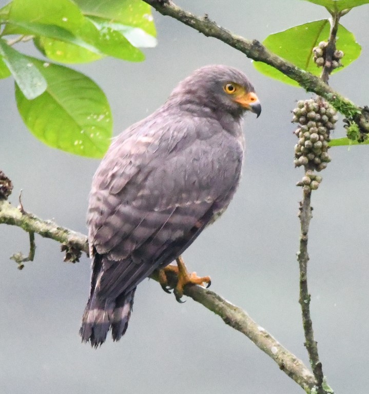 DSC_9146b.jpg