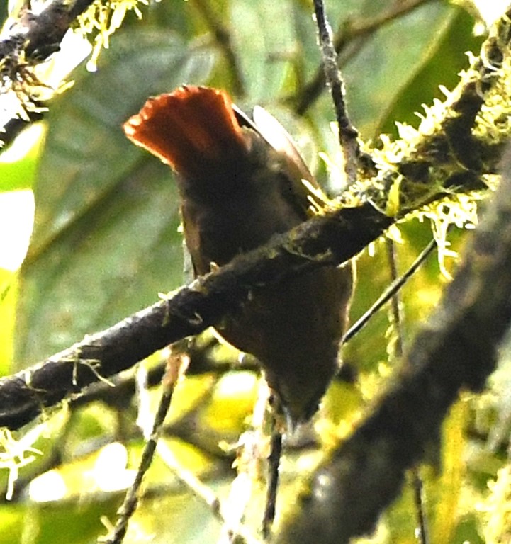 DSC_9249b.jpg
