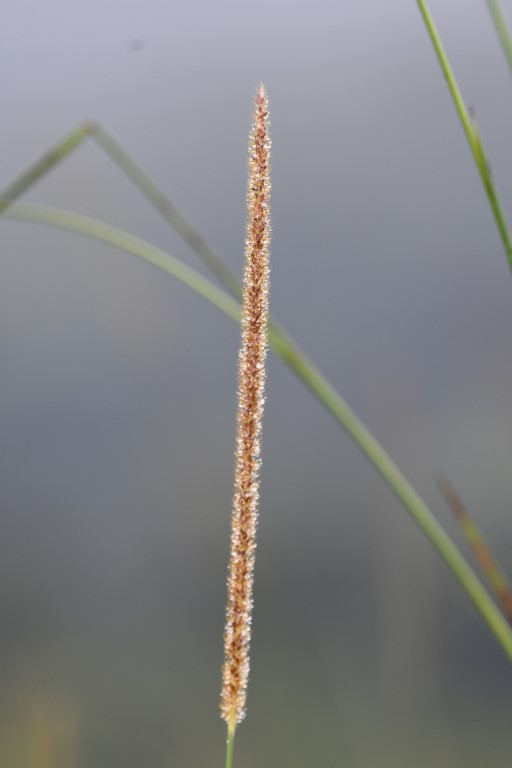 DSC_9286b.jpg