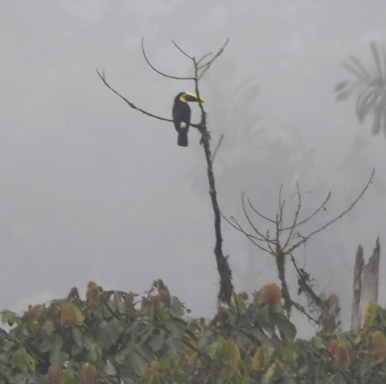 DSC_9322b.jpg