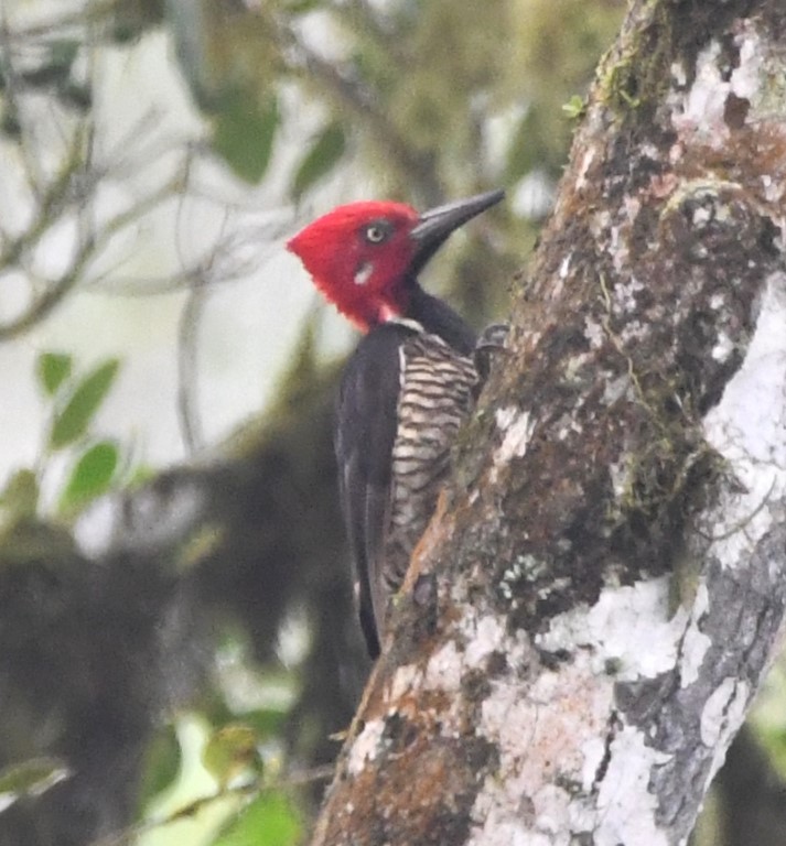 DSC_9326b.jpg