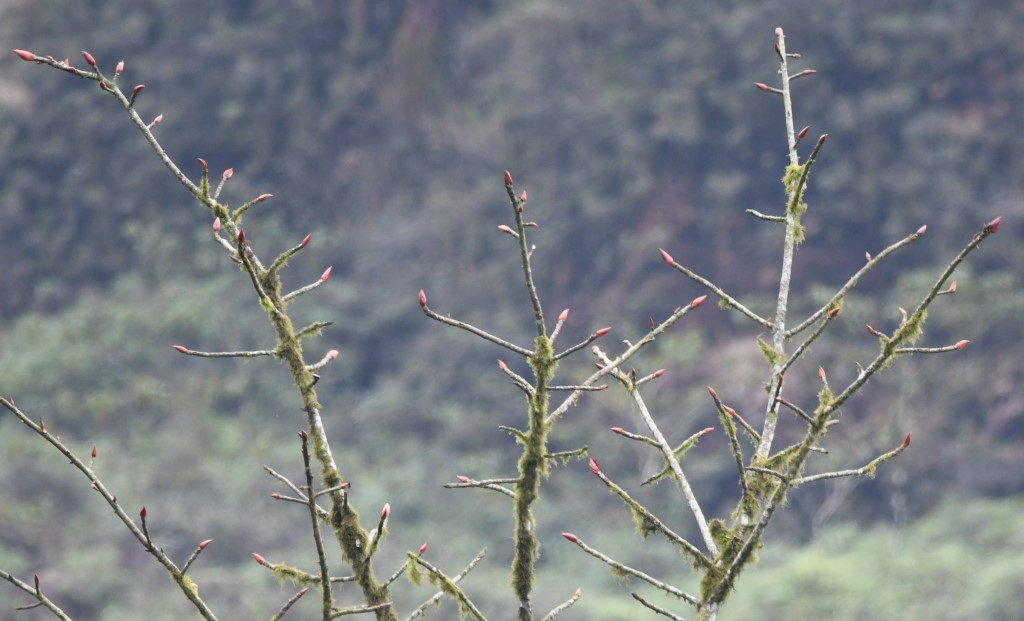 DSC_9499b.jpg