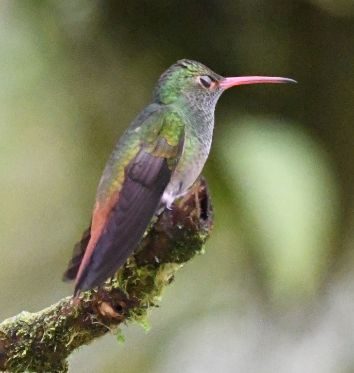 DSC_9562b.jpg