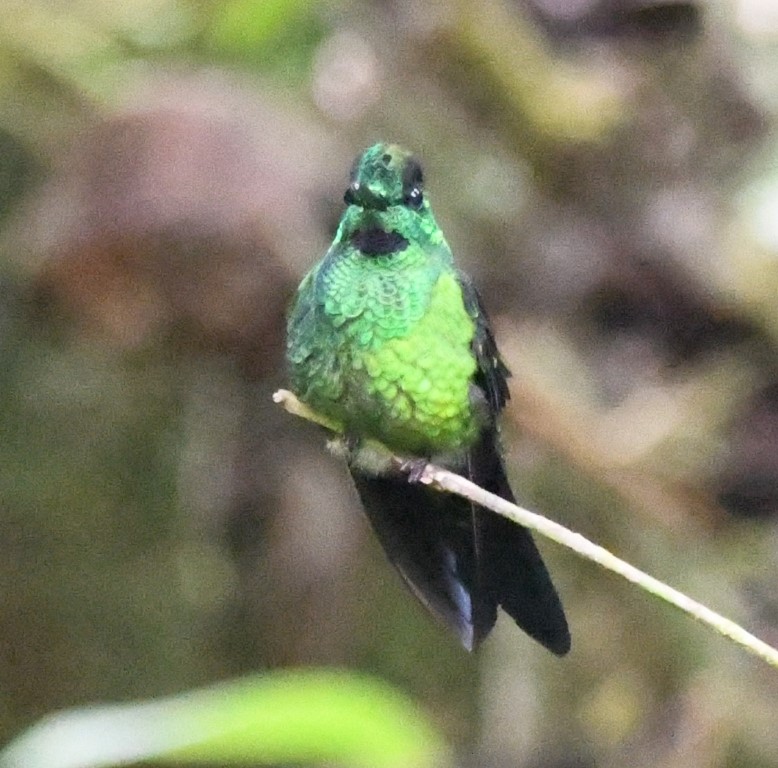 DSC_9564b.jpg