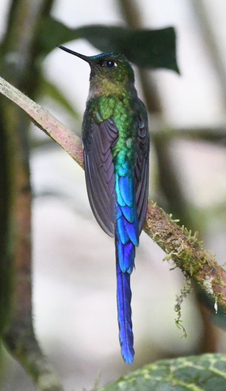 DSC_9567b.jpg