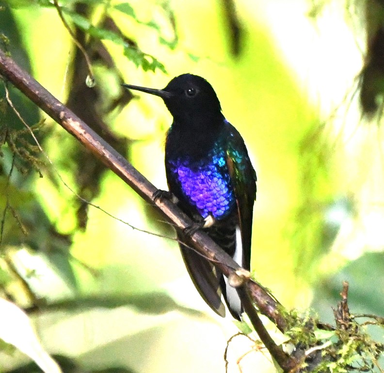 DSC_9625b.jpg