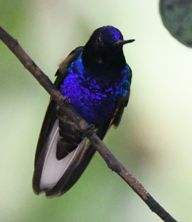 DSC_9630b.jpg